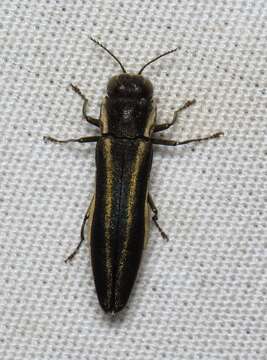 Imagem de Agrilus bilineatus (Weber 1801)