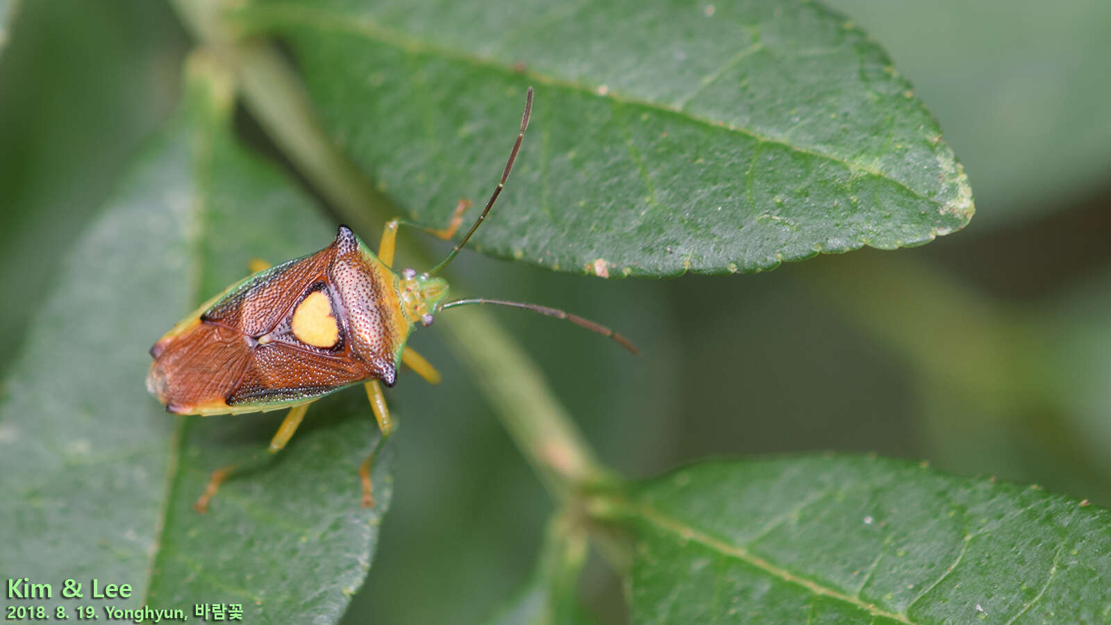 Image of Sastragala esakii Hasegawa 1959