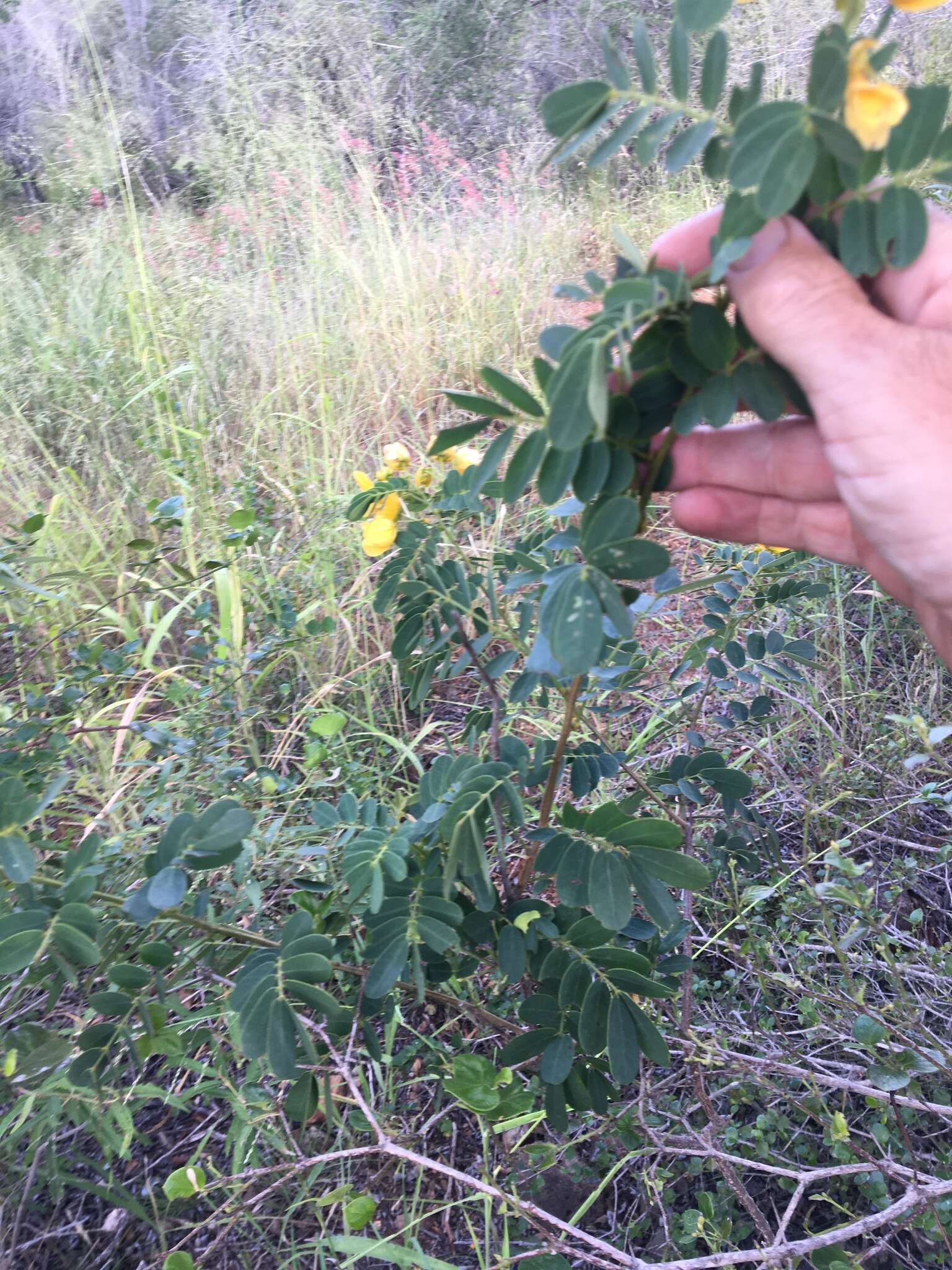 Senna gaudichaudii (Hook. & Arn.) H. S. Irwin & Barneby resmi