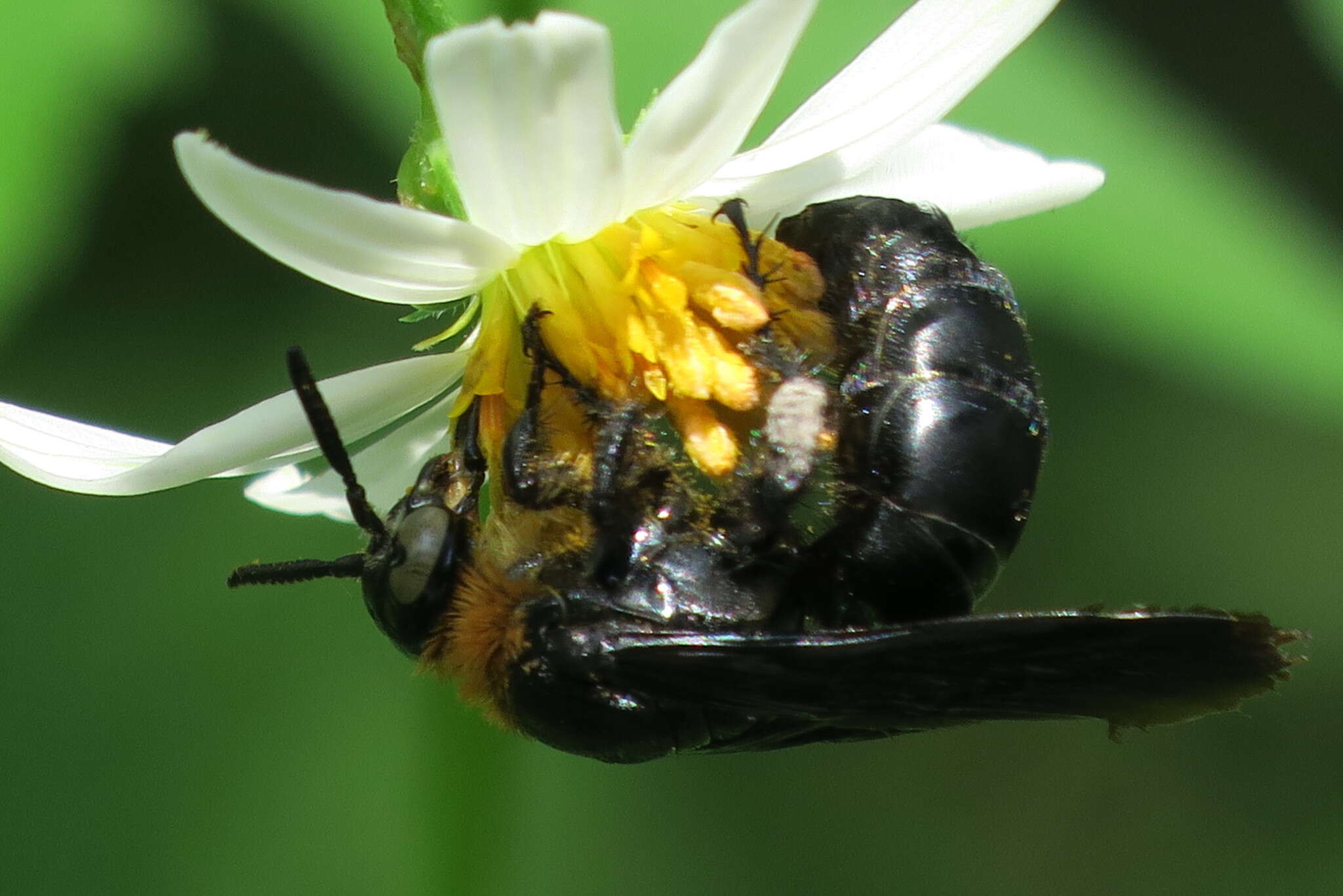 صورة Campsomeriella collaris (Fabricius 1775)