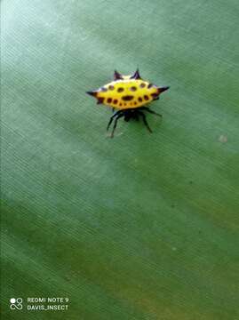 Image of Gasteracantha taeniata (Walckenaer 1841)