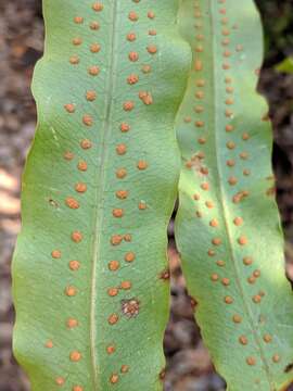 Image of golden polypody