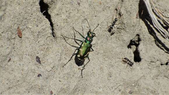 Image de Cicindela (Cicindela) decemnotata Say 1817