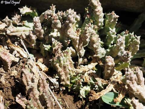 Image de Ceropegia europaea (Guss.) Bruyns