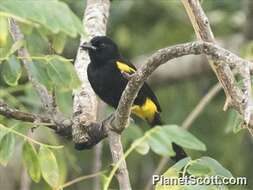 Image of Puerto Rican Oriole