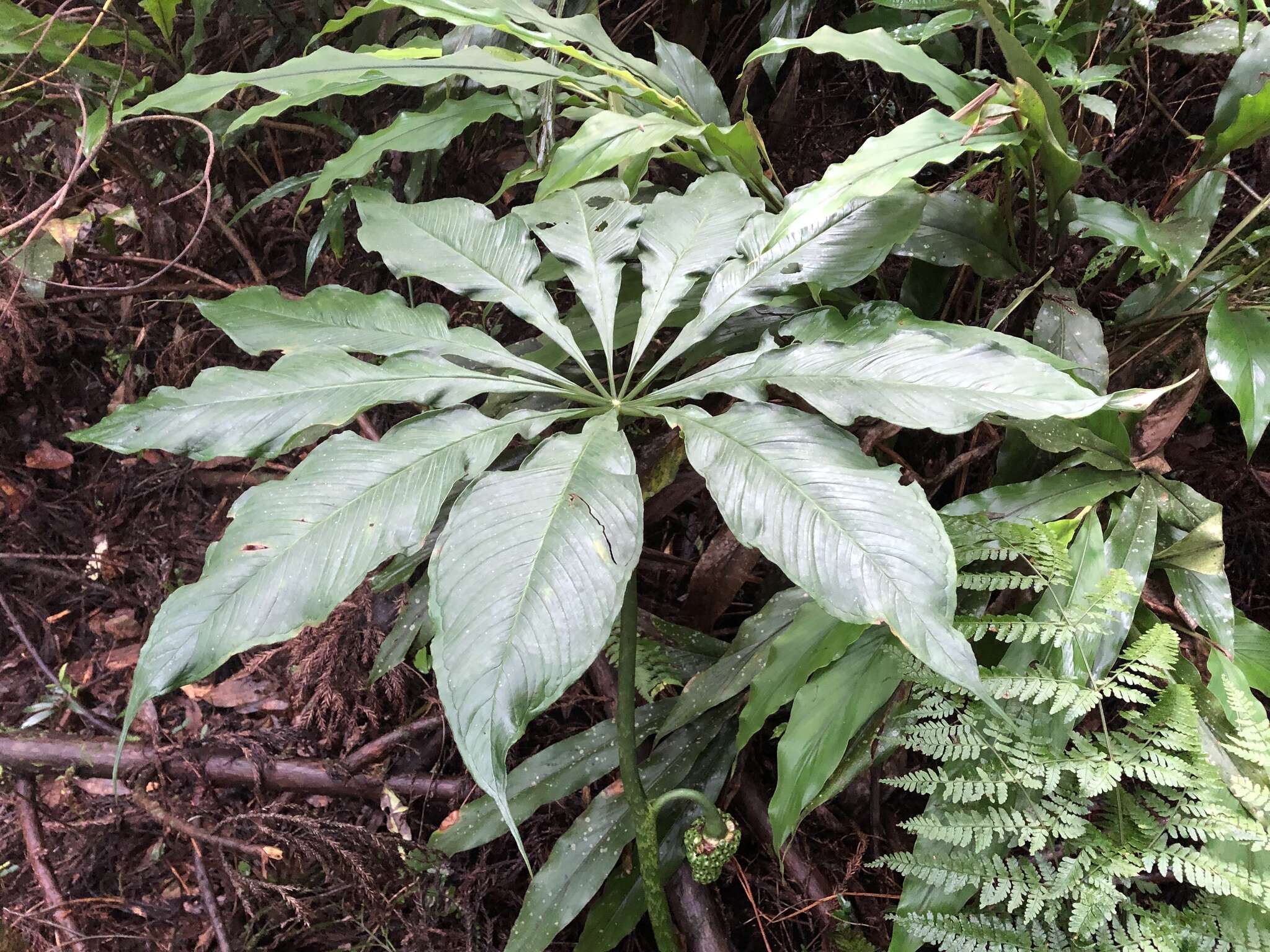 Arisaema taiwanense var. taiwanense的圖片