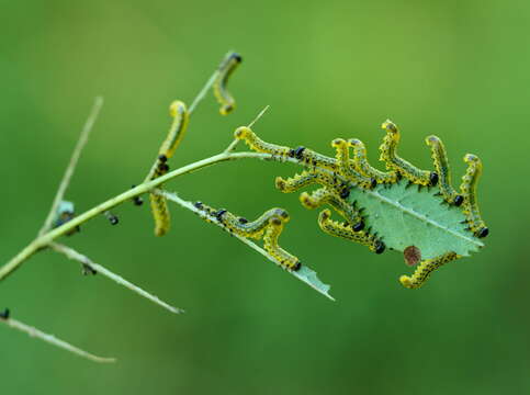 Image of Mountain-ash sawfly