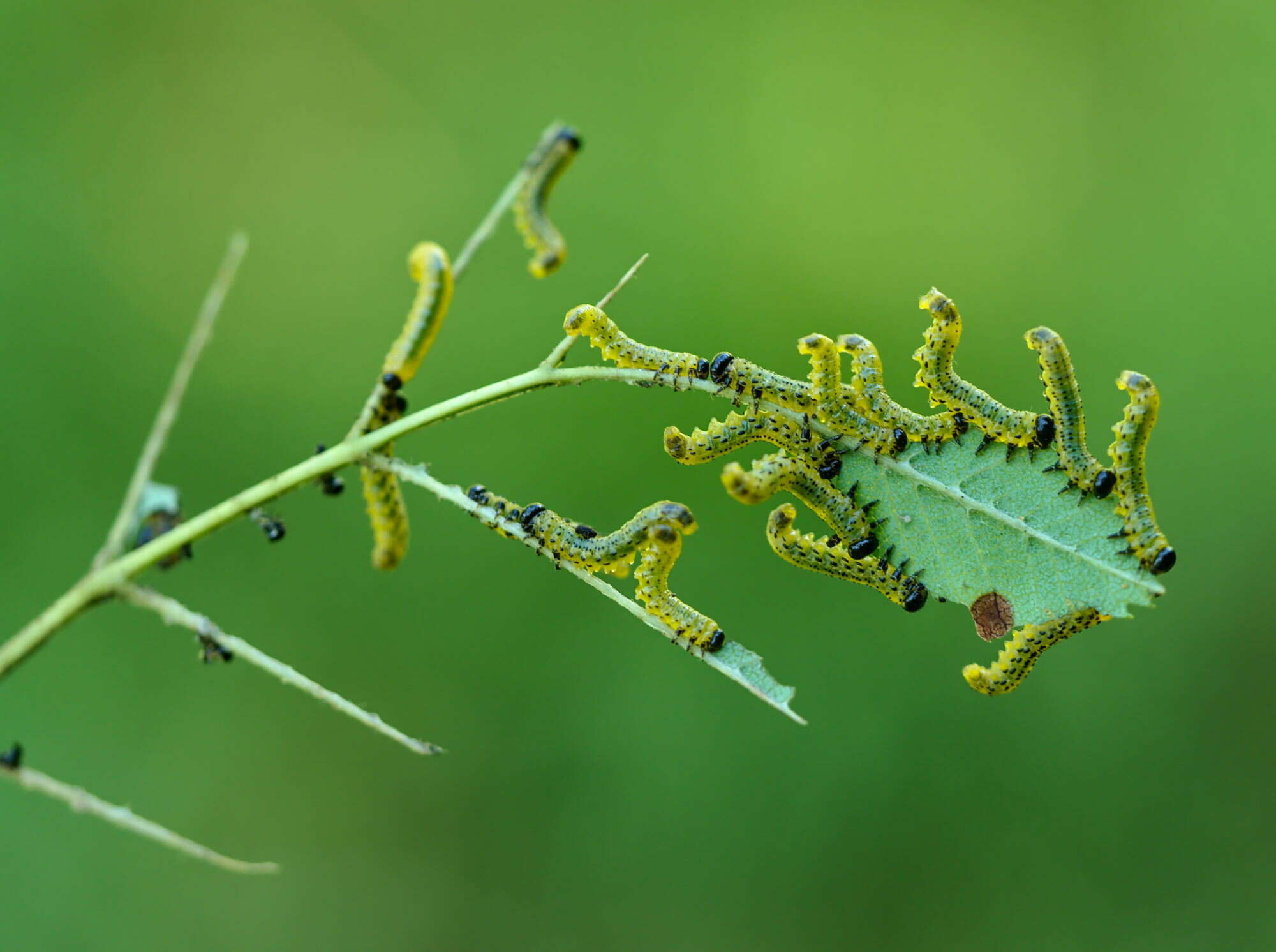 Imagem de Pristiphora geniculata (Hartig)