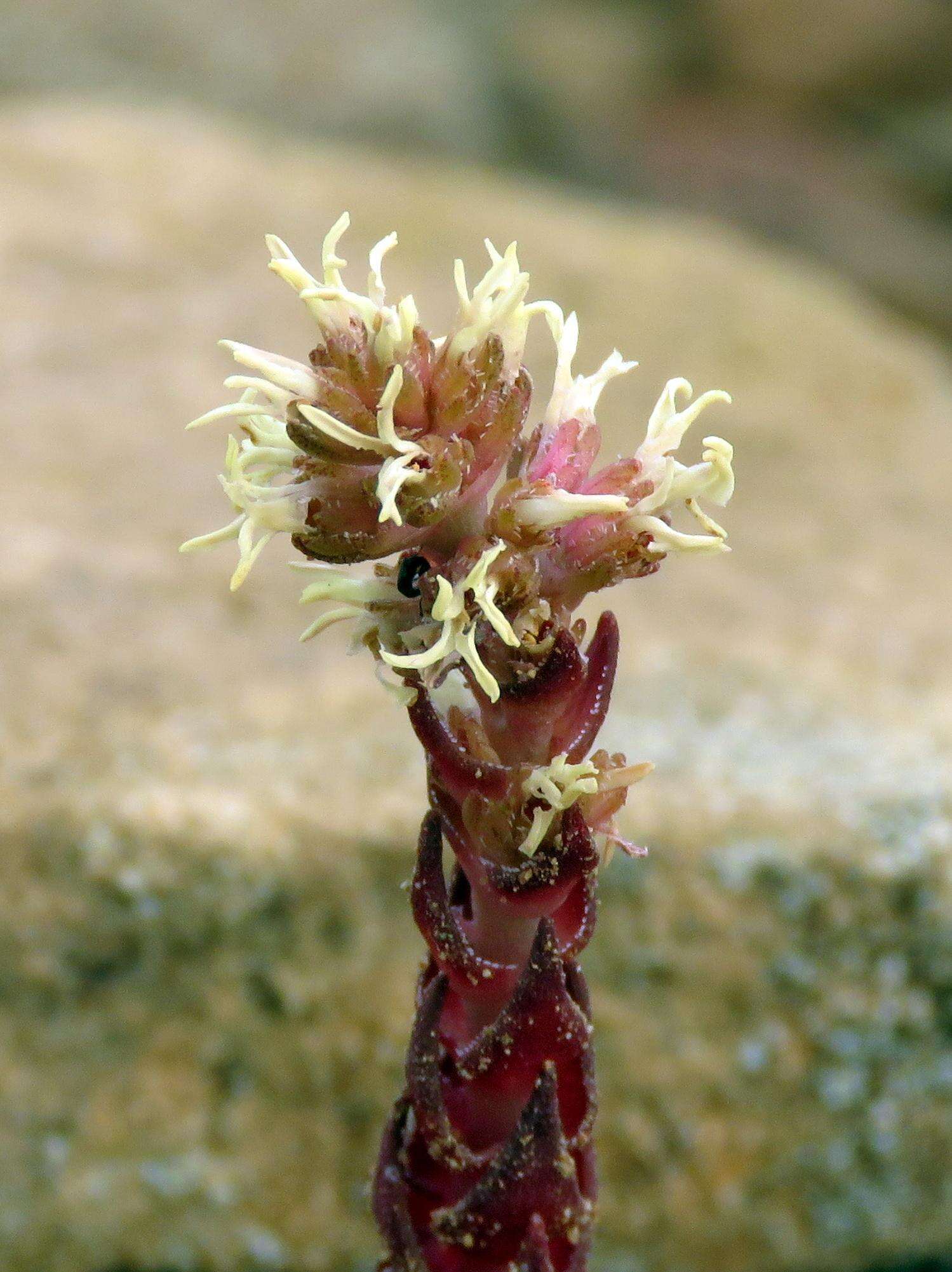 Image of Crassula alpestris subsp. alpestris