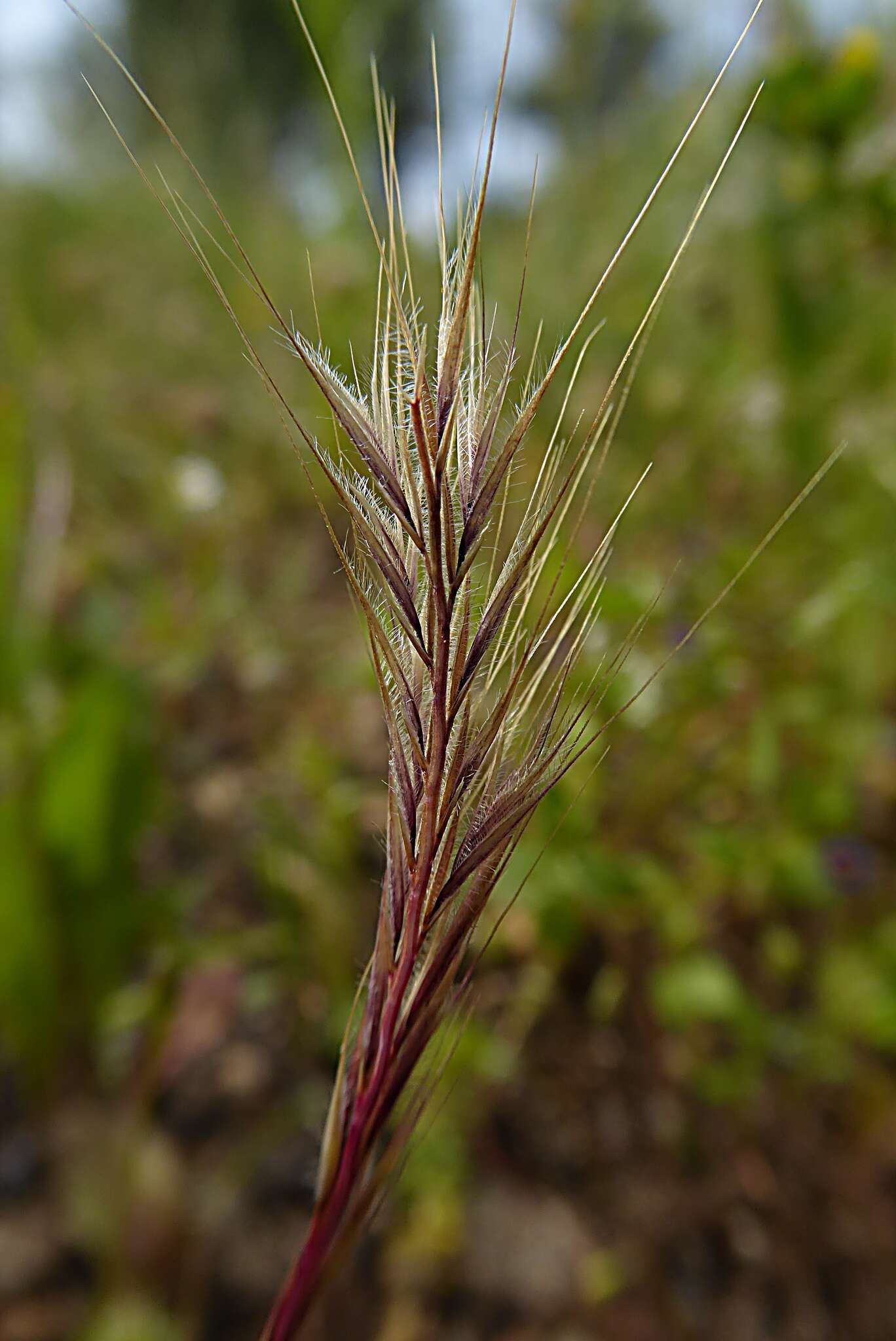 صورة Festuca subuliflora Scribn.