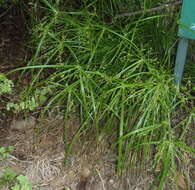 Image of Cyperus leptocladus Kunth