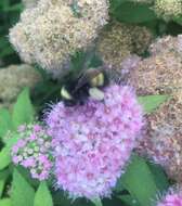 Image of Yellow-banded Bumblebee