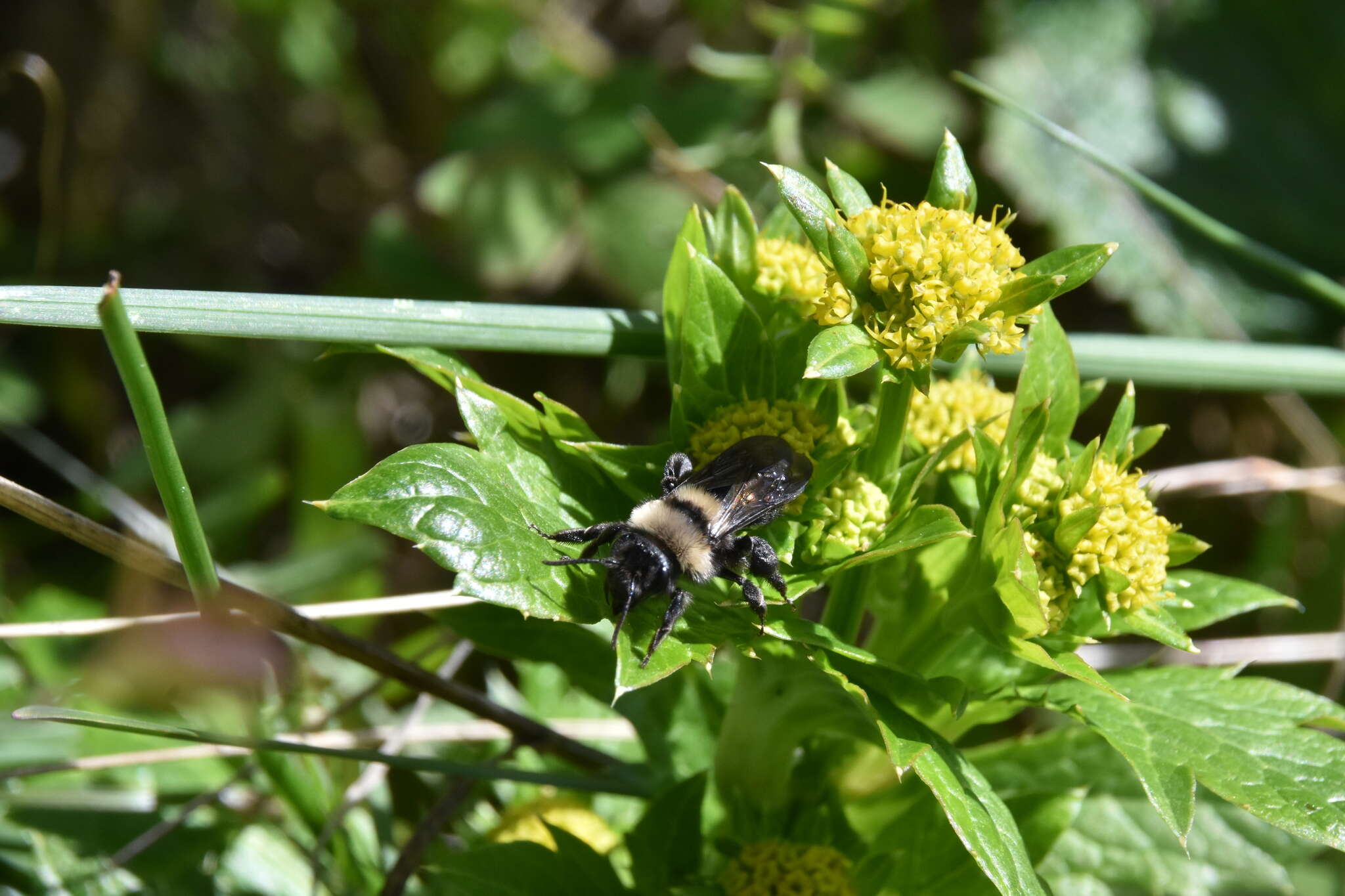 Image of Andrena transnigra Viereck 1904