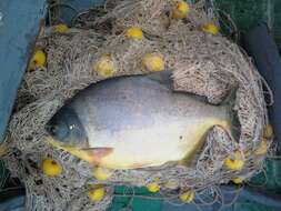 Image of Pacu