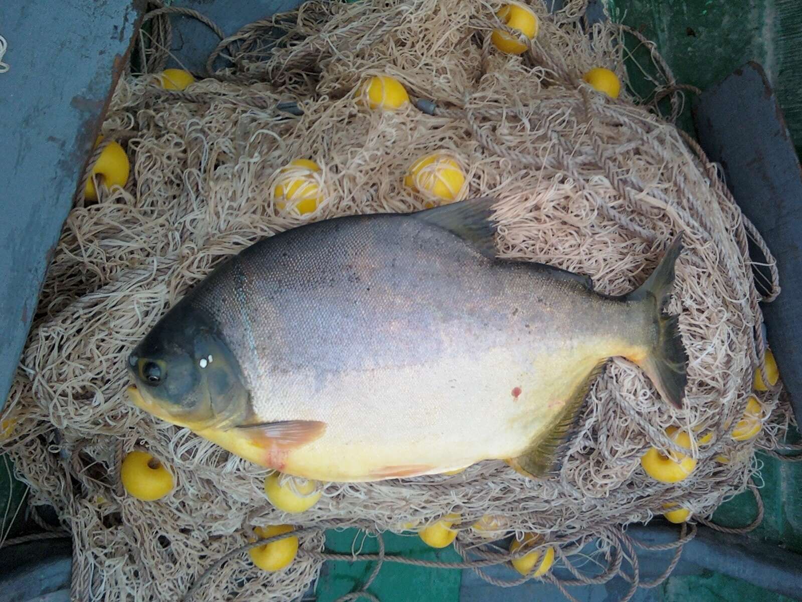 Image of Pacu