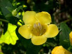 Image of spreading yellow false foxglove