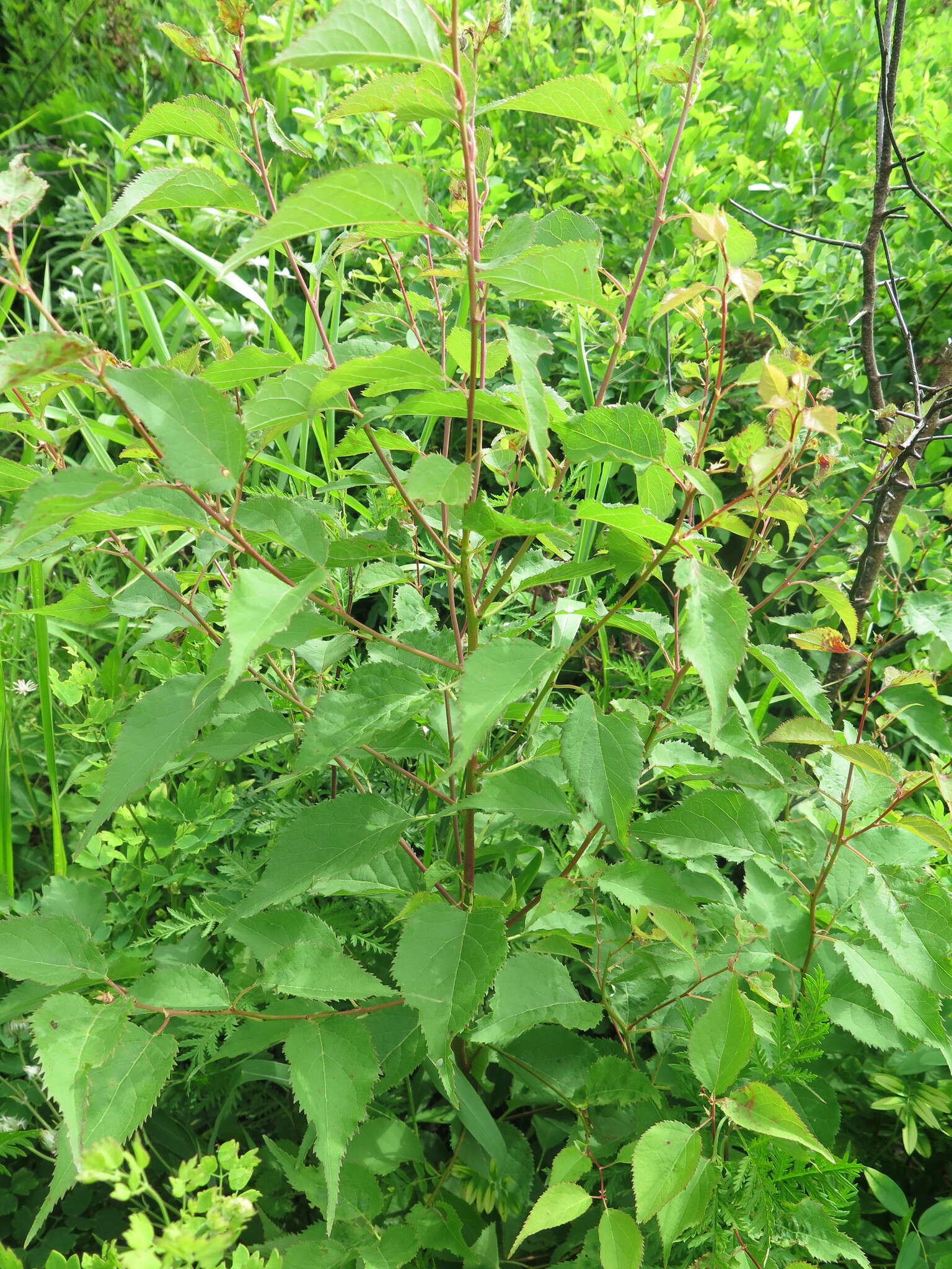 Слика од Prunus mandshurica (Maxim.) Koehne