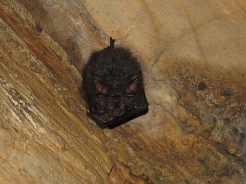 Image of Great Woolly Horsehoe Bat