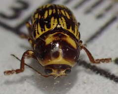 Image of Cryptocephalus atrofasciatus Jacoby 1880