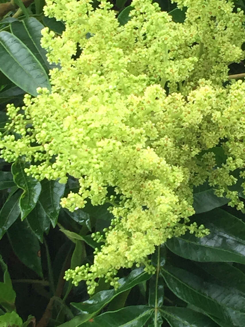 Rhus copallina L. resmi