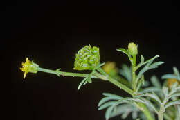 Imagem de Chrysanthellum indicum subsp. afroamericanum B. L. Turner