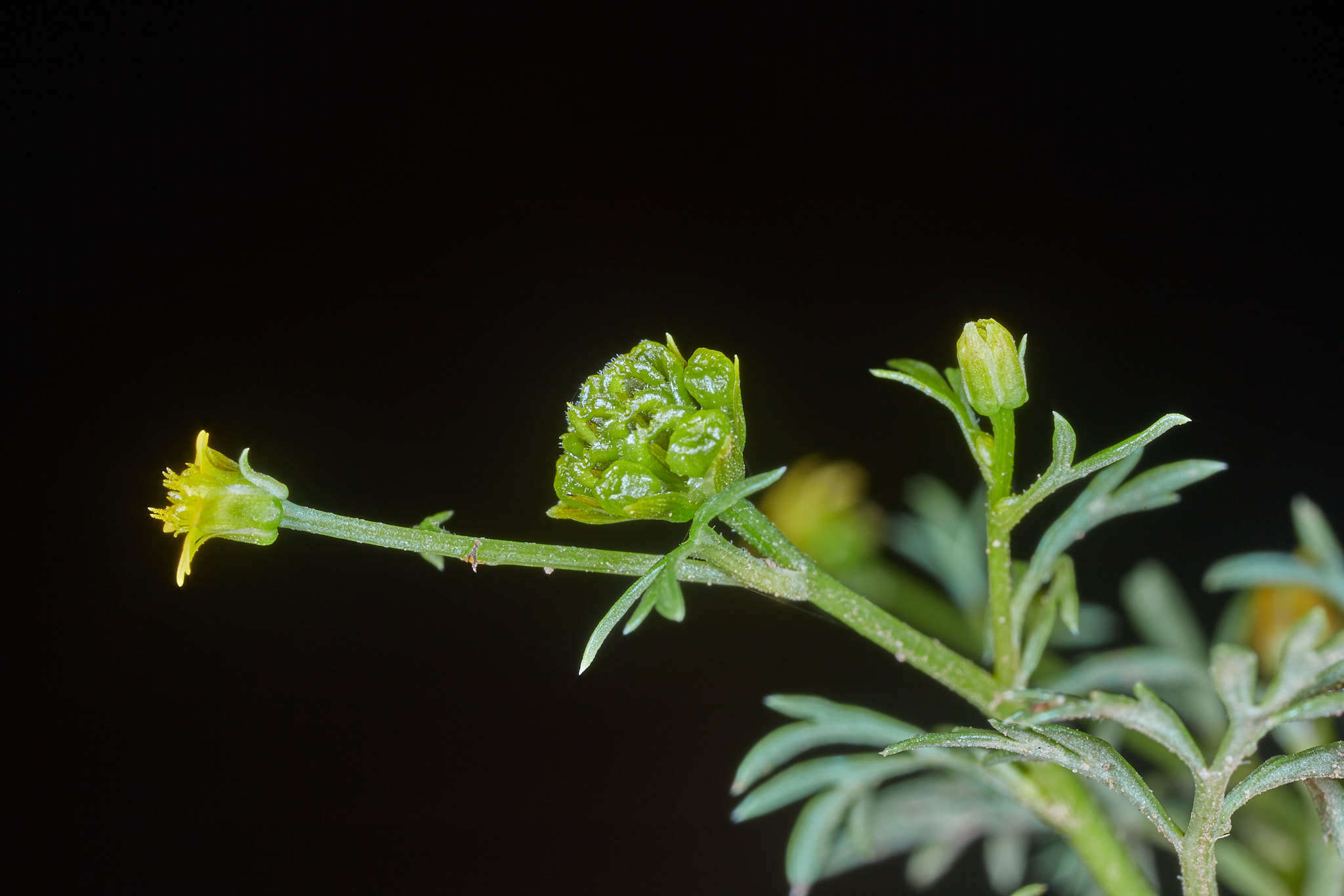 Imagem de Chrysanthellum indicum subsp. afroamericanum B. L. Turner