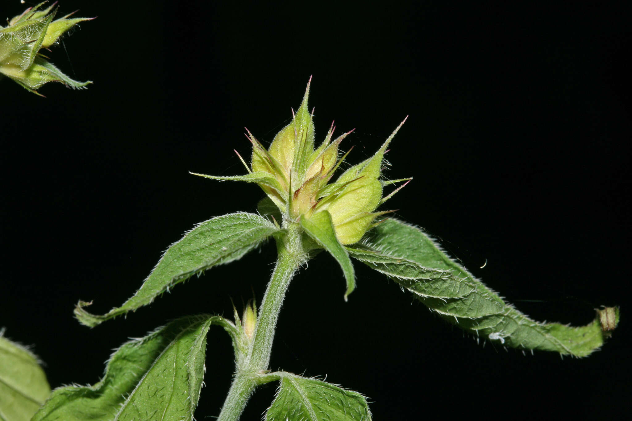 Imagem de Dicliptera peruviana (Lam.) Jussieu