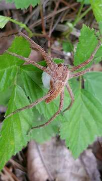 Image of Nursery Web Spider