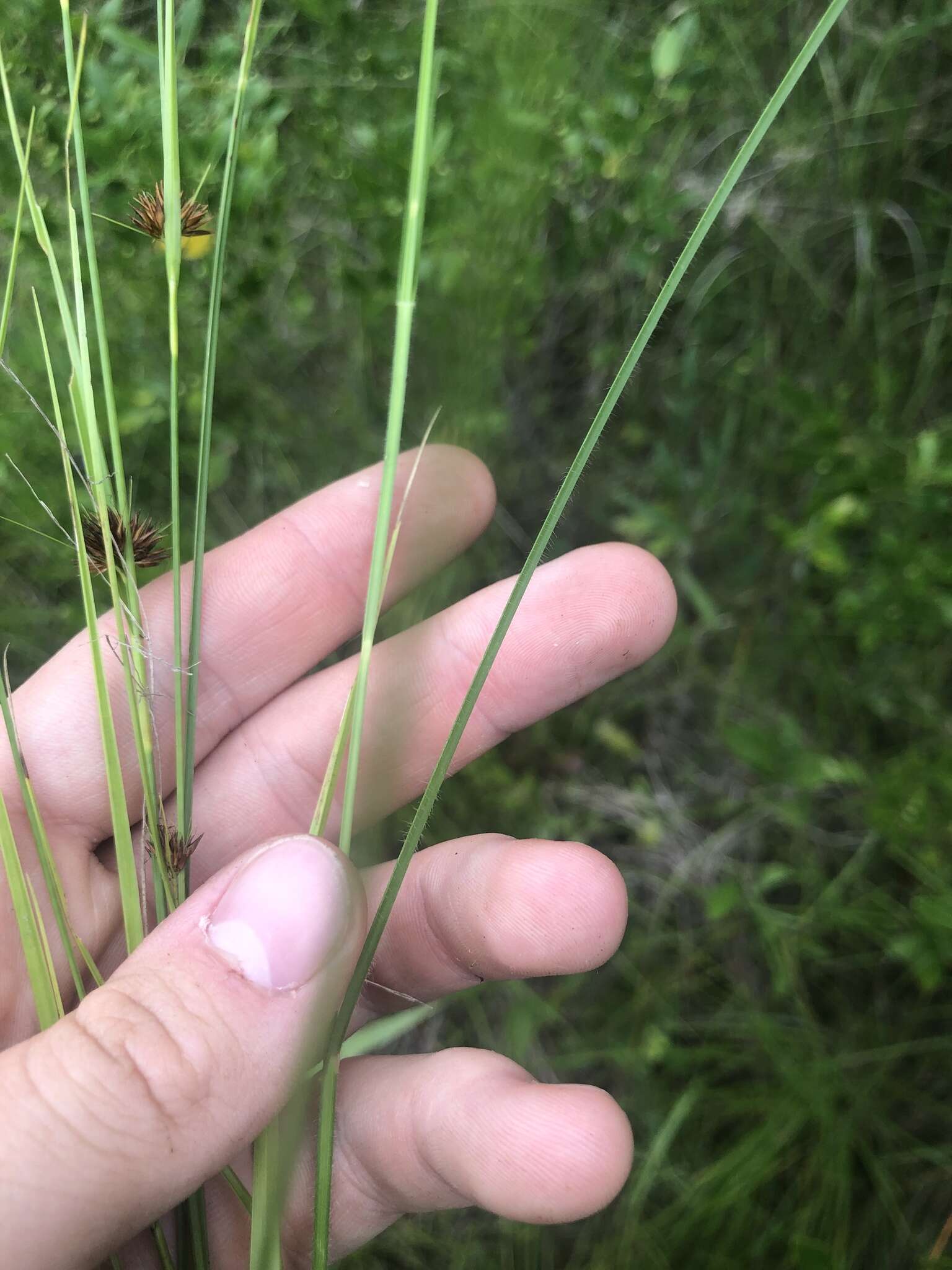 Image of River-Swamp Nut-Rush