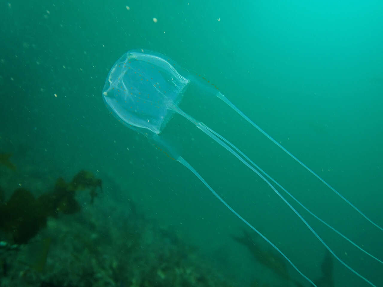 Image of Californian box jelly