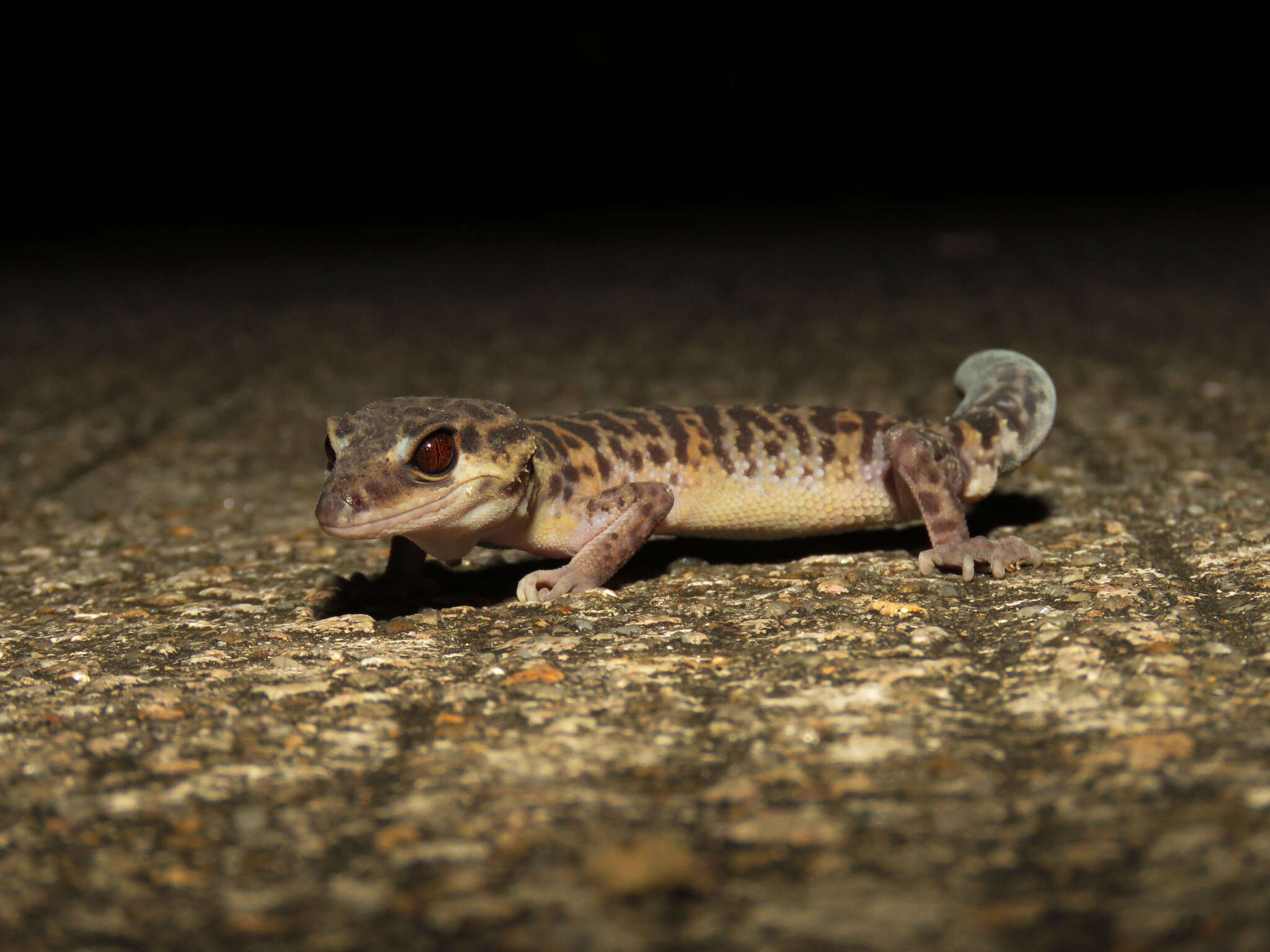 Image of Goniurosaurus bawanglingensis Grismer, Haitao, Orlov & Anajeva 2002