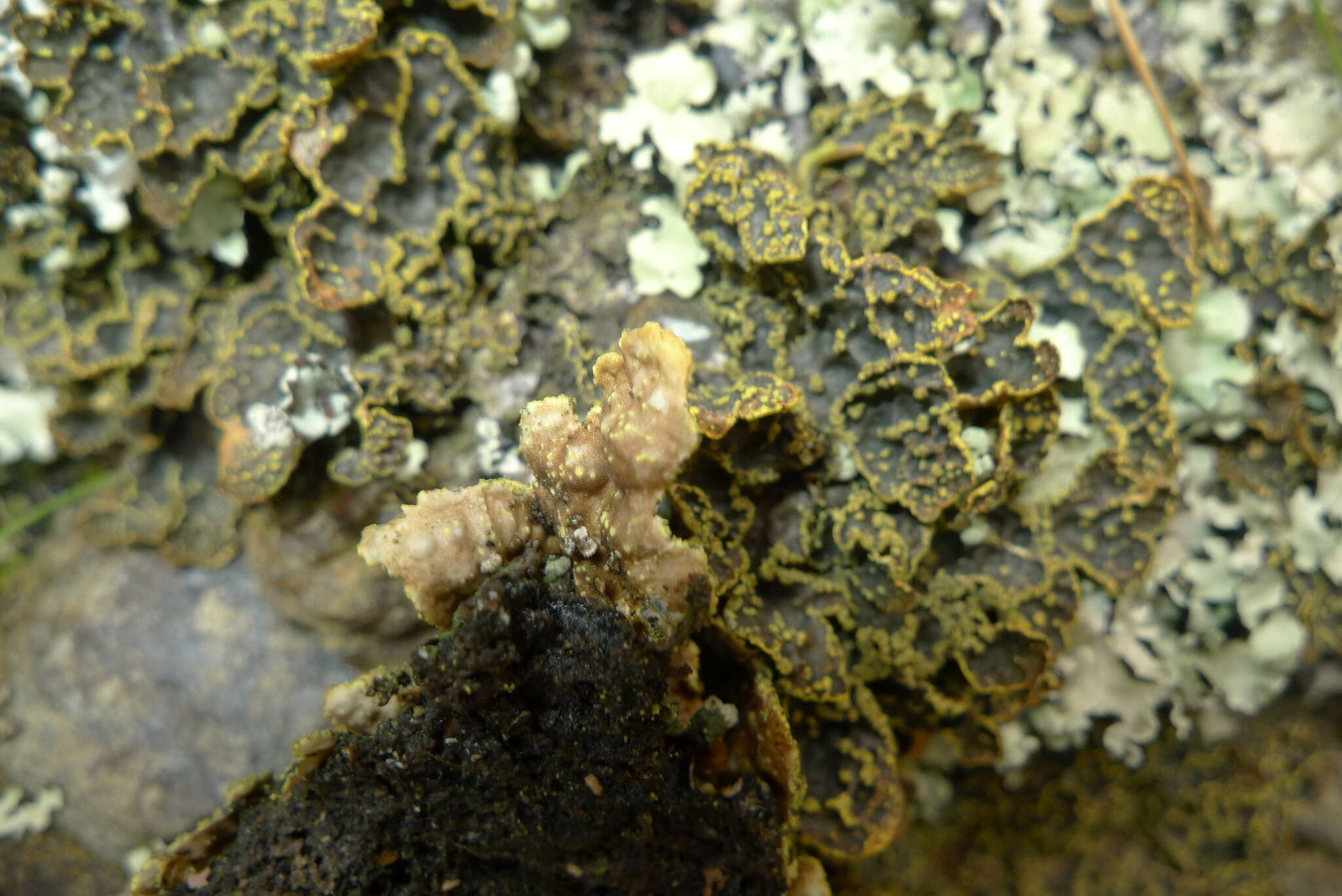 Image of Yellow specklebelly lichen