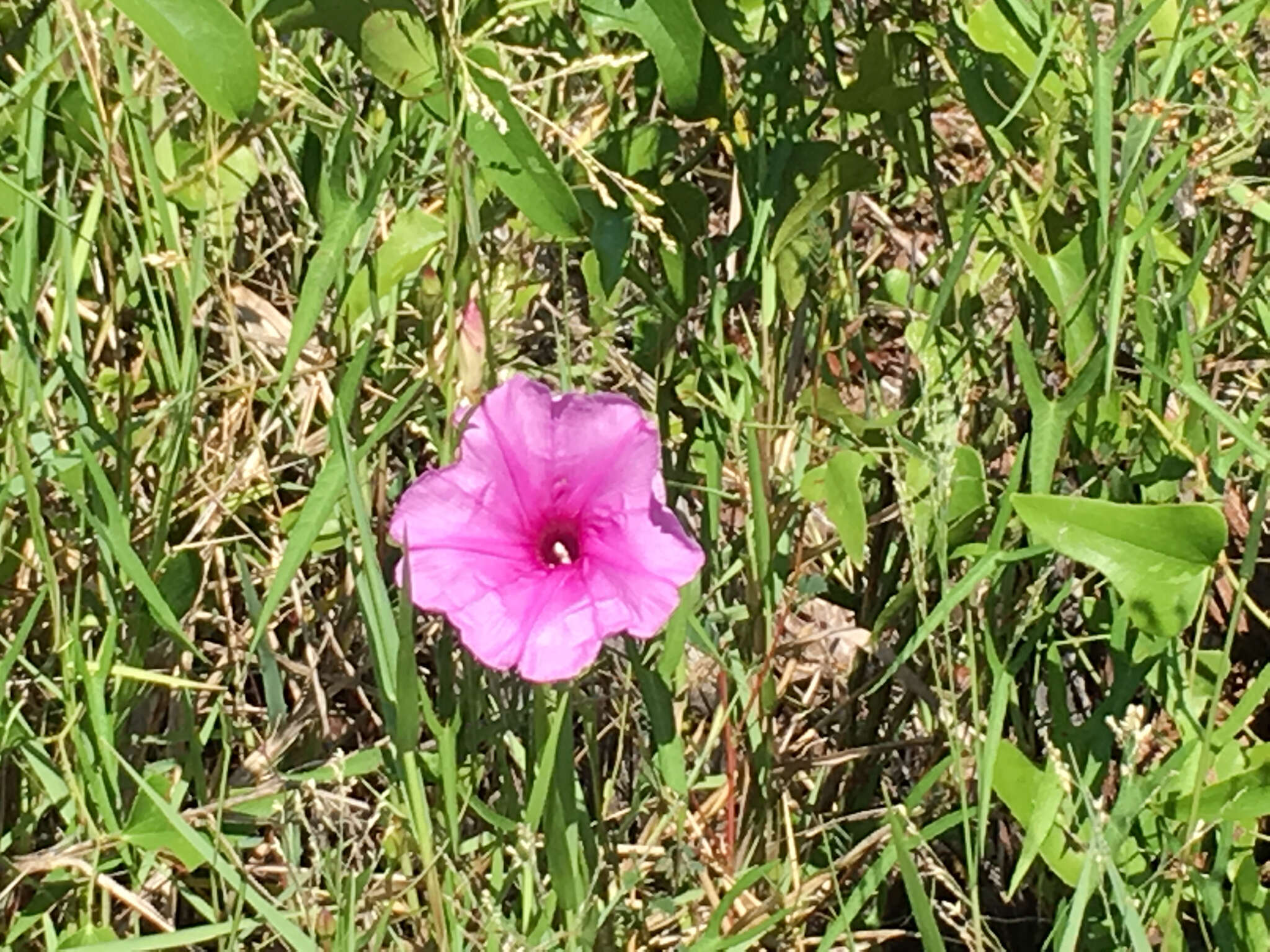 Слика од Ipomoea sagittata Poir.