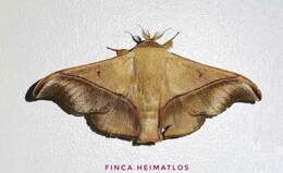 Image of Alheita anoca Schaus 1905