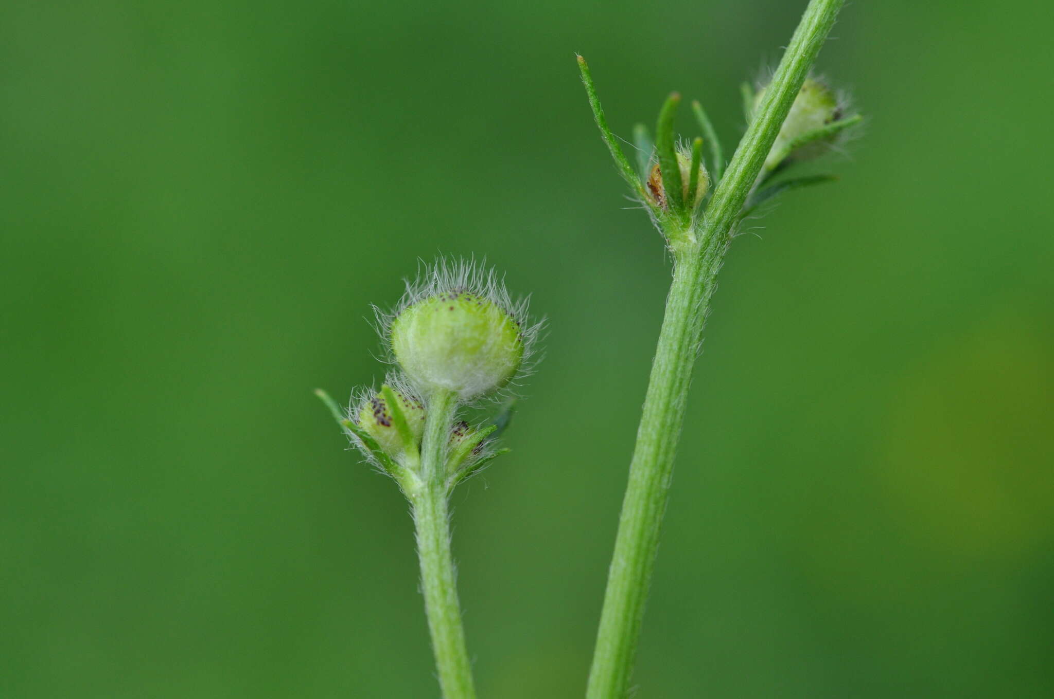 Image of Ranunculus polyanthemos L.