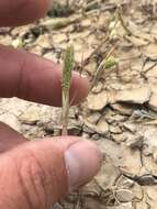 Image of Pacific foxtail