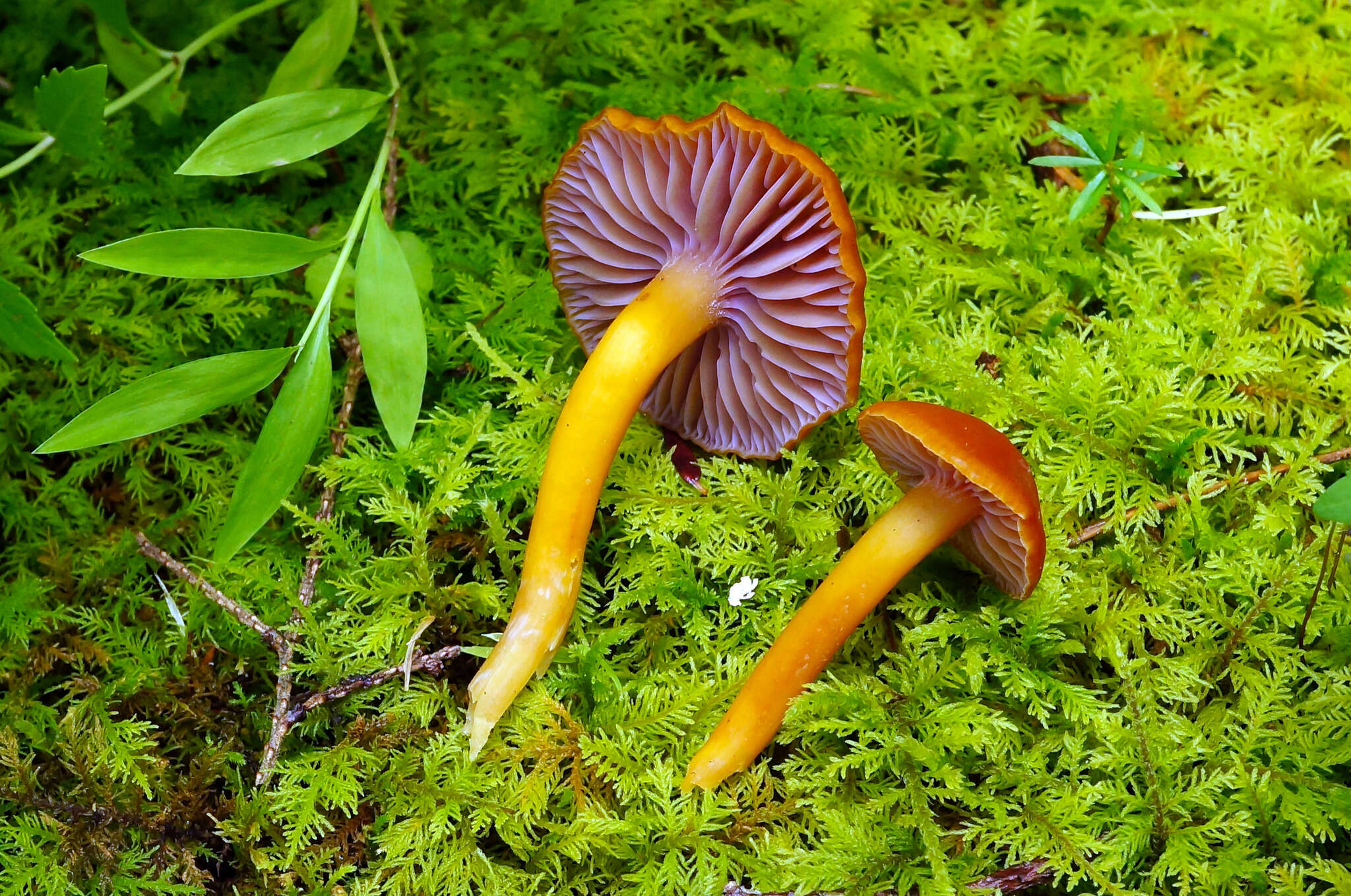 Sivun Hygrocybe purpureofolia (H. E. Bigelow) Courtec. 1989 kuva