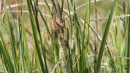 Image of Western Rough Sedge