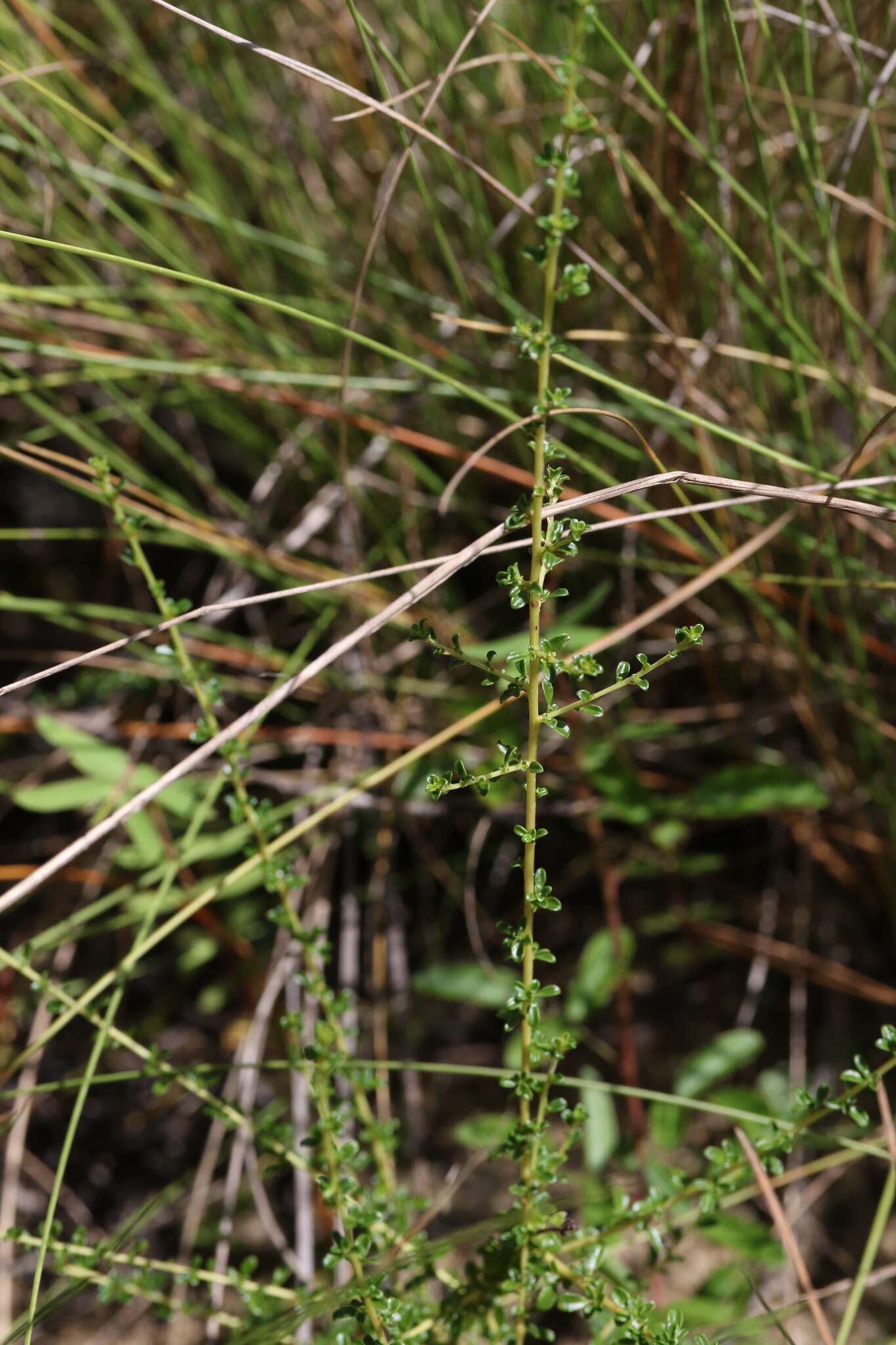 Image of littleleaf buckbrush