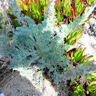 Image of beach wormwood