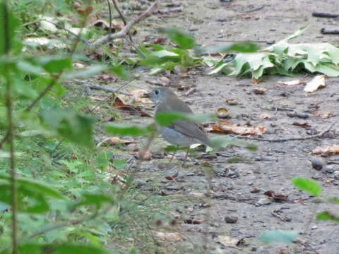 Image of Gray-cheeked Thrush