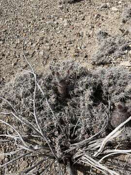 Image of Chisos Mountain hedgehog cactus