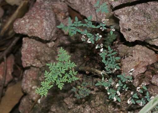 Image of southwestern false cloak fern