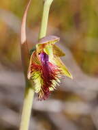 Image of Pale beard orchid