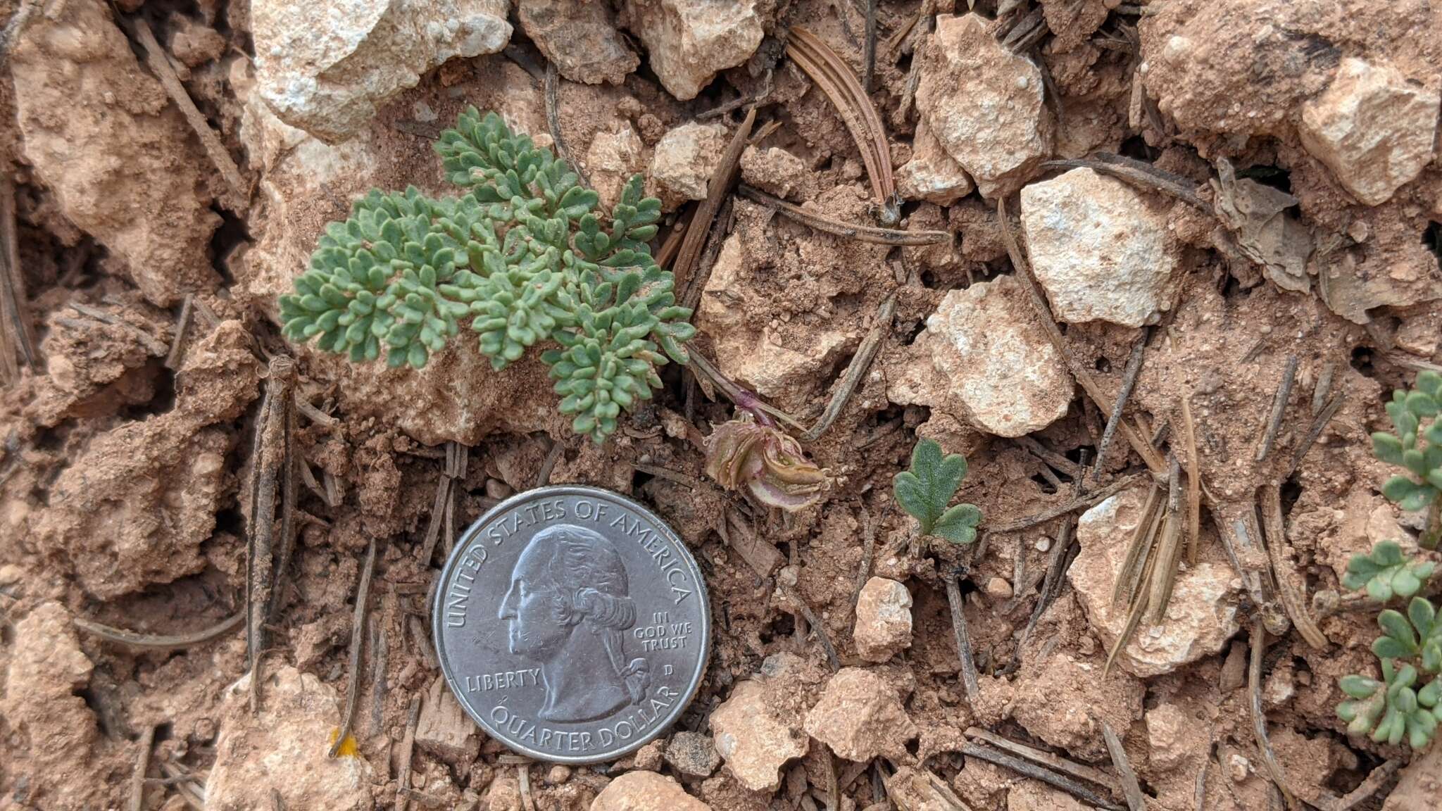 Image of Cedar Breaks springparsley