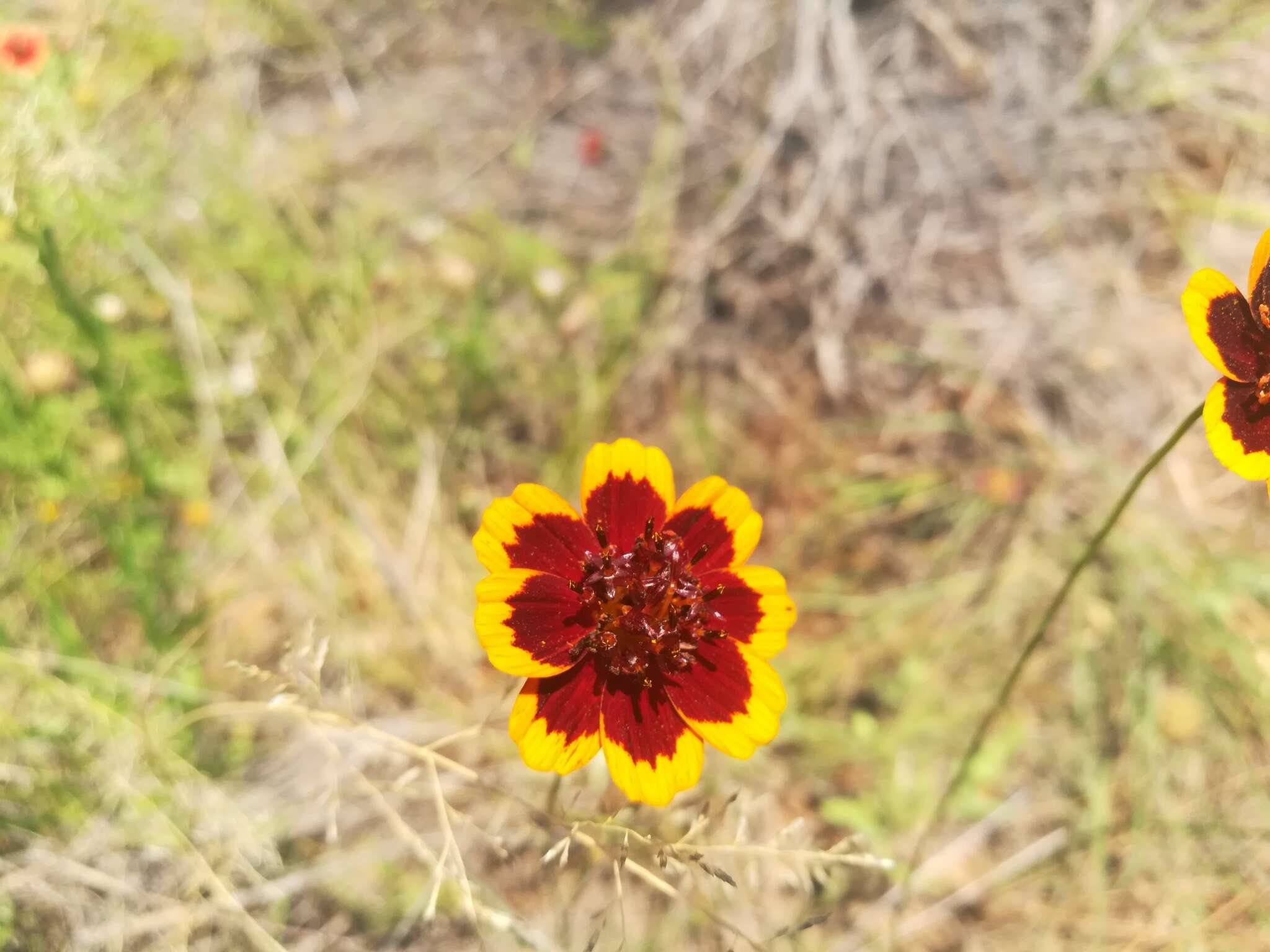 Image de Thelesperma burridgeanum (Regel, Korn. & Rach.) Blake