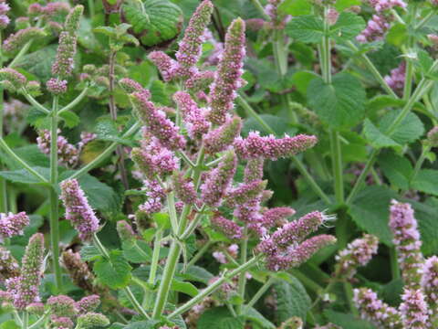 Imagem de Mentha villosa Huds.