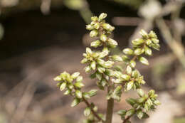 Imagem de Umbilicus parviflorus (Desf.) DC.