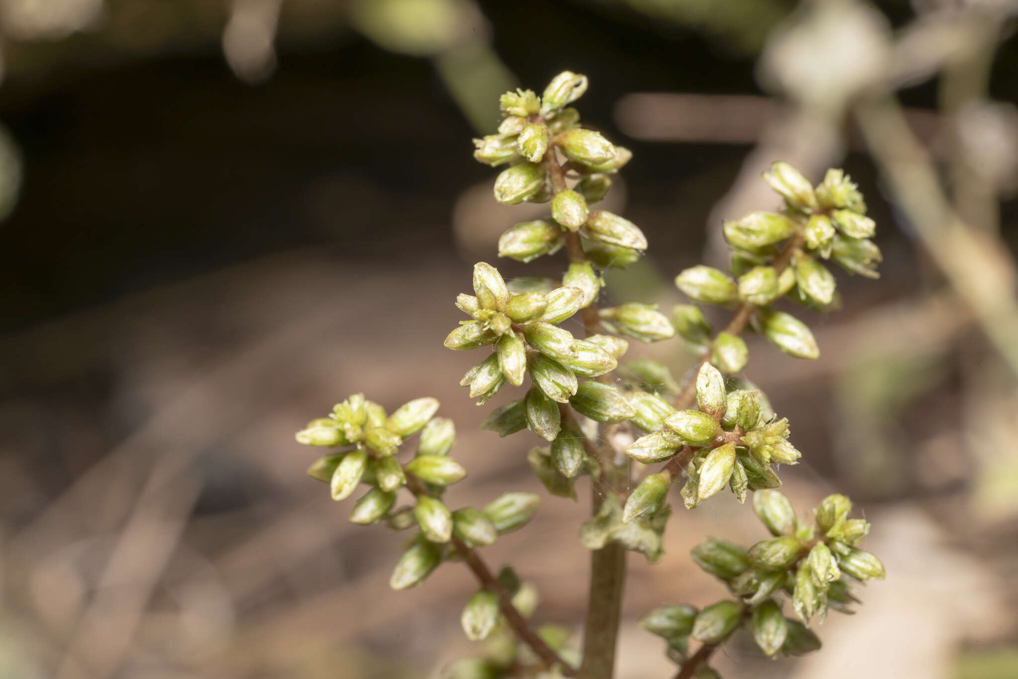 Imagem de Umbilicus parviflorus (Desf.) DC.