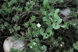 Euploca confertifolia (Torr.) Feuillet & Halse resmi